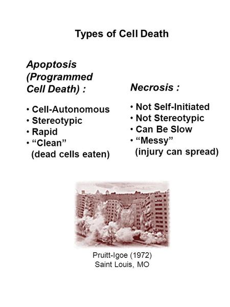 Types of Cell Death Apoptosis (Programmed Cell Death) : Cell-Autonomous Stereotypic Rapid “Clean” (dead cells eaten) Necrosis : Not Self-Initiated Not.