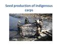 Seed production of indigenous carps. The prioritized species for rehabilitation are the Cauvery/Carnatic carp, Puntius carnaticus, indigenous grass carp,