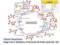 Cellular Respiration Stage 2 & 3: Oxidation of Pyruvate & Krebs Cycle (Ch. 10)
