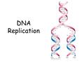 DNA Replication. The Model So far: Summarize in the top box, what you know about DNA structure. Why did we start with DNA in our question about how cells.