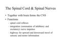 The Spinal Cord & Spinal Nerves Together with brain forms the CNS Functions –spinal cord reflexes –integration (summation of inhibitory and excitatory)