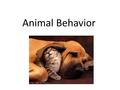 Animal Behavior. Behavior An action carried out by muscle or glands in response to a stimulus – Controlled by the nervous system Anything an organism.