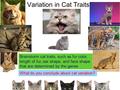 Variation in Cat Traits Brainstorm cat traits, such as fur color, length of fur, ear shape, and face shape that are determined by the genes What do you.