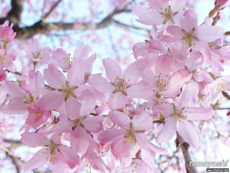 Fāng fēi 人间四月芳菲尽， 山寺桃花始盛开。 四月百花都凋谢了， 而山寺里，这时桃花才刚刚盛开。