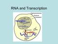 RNA and Transcription. RNA V.S. DNA Different sugarDifferent sugar –Ribose instead of deoxyribose. –Different base pair –Uracil instead of thymine. –Different.