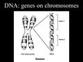 DNA: genes on chromosomes DNA is composed of nucleotides A Nucleotide has: - Deoxyribose Sugar - Phosphate - Nitrogen Base Adenine Thymine Guanine Cytosine.