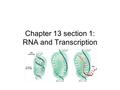 Chapter 13 section 1: RNA and Transcription. Key Questions How does RNA differ from DNA? How does the cell make RNA?