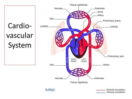 Cardio- vascular System. Challenge ? Name a mechanical system (other than the CV system) that requires a pump and closed-circuit circulation. ______________________.