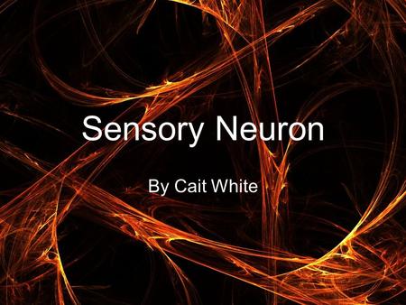 Sensory Neuron By Cait White. The Sensory Neuron Sensory neurons are nerve cells that carry information from the senses toward the central nervous system.