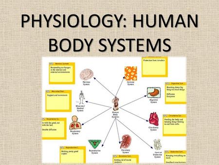 PHYSIOLOGY: HUMAN BODY SYSTEMS. Homeostasis “Keeping things in balance” process by which organisms keep internal conditions relatively constant despite.
