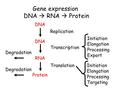 Gene expression DNA  RNA  Protein DNA RNA Protein Replication Transcription Translation Degradation Initiation Elongation Processing Export Initiation.