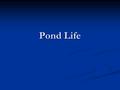 Pond Life. Vocabulary Habitat- A place in an ecosystem where a population lives Habitat- A place in an ecosystem where a population lives Ecosystem- A.