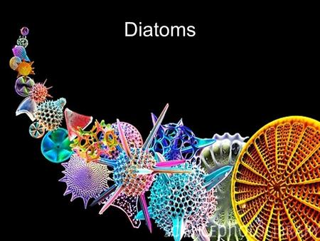 Diatoms. Diatoms! Diatoms are a major group of eukaryotic algae Diatoms are the most common type of phytoplankton They are unicellular Some diatoms form.
