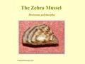 The Zebra Mussel Dreissena polymorpha