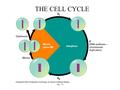 Fig. 7.6 THE CELL CYCLE. CANCER Fig. 7.9 Cell Cycle Control  Cells that are not directed by the cell cycle control system tend to divide out of control.