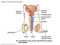 Copyright © 2009 Pearson Education, Inc. Figure 16.1b The male reproductive system.