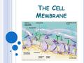 T HE C ELL M EMBRANE. O NLY 2 MOLECULES THICK, THIS MEMBRANE ALLOWS THE PASSAGE OF ESSENTIAL MOLECULES IN AND OUT OF THE CELL.