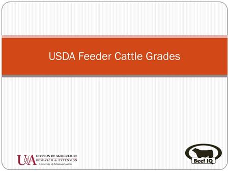 USDA Feeder Cattle Grades. Introduction USDA Muscle Score USDA Frame Size.