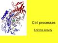 Cell processes Enzyme activity. Key terms Amino acids Protein Enzyme Catalyst Metabolism Anabolism Catabolism Active site Substrate Lock-and-key model.