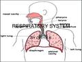 RESPIRATORY SYSTEM BY OWYN.B. Function of the System The respiratory system helps us breathe. It also brings rich oxygenated blood to heart.