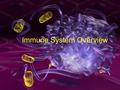 Immune System Overview. GOT DEFENSE? ANATOMY OF THE IMMUNE SYSTEM The immune system is localized in several parts of the body –immune cells develop.