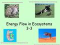 Energy Flow in Ecosystems 3-3