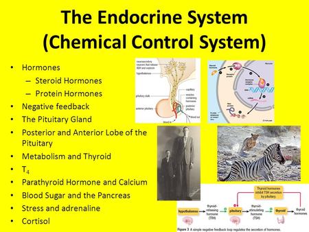 The Endocrine System (Chemical Control System) Hormones – Steroid Hormones – Protein Hormones Negative feedback The Pituitary Gland Posterior and Anterior.