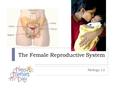 The Female Reproductive System Biology 12. Female Reproductive Structures.
