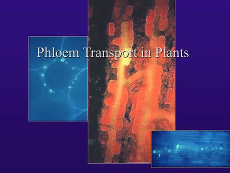 Phloem Transport in Plants Hypothesis: The development of a highly specialised transport system was essential in order to enable plant species to develop,
