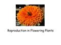 Reproduction in Flowering Plants. The Parts of a Flower Most flowers have four parts: ( Leave Space for definition between each ) –sepals, –petals, –stamens,