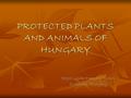 PROTECTED PLANTS AND ANIMALS OF HUNGARY Bajza Lenke Primary School Zsámbok, Hungary.