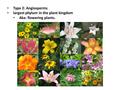 Type 2: Angiosperms largest phylum in the plant kingdom Aka: flowering plants.