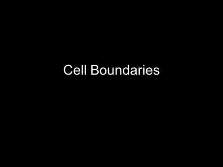 Cell Boundaries. I. What is the Function of The Plasma Membrane? Separate cell from its surroundings Provides protection and support Regulates what enters.