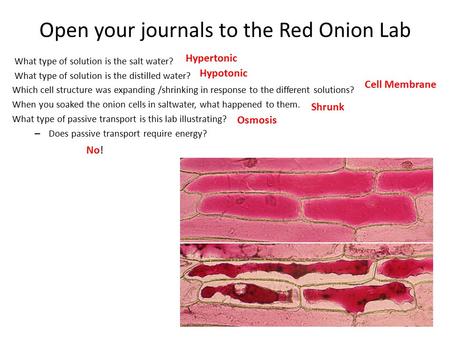 Open your journals to the Red Onion Lab What type of solution is the salt water? What type of solution is the distilled water? Which cell structure was.