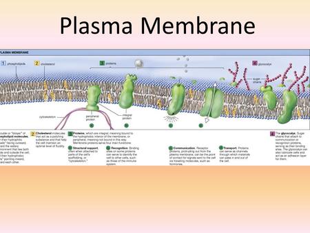 Plasma Membrane. Pre-Assessment 1.Which of the following statements concerning membrane proteins is incorrect? A.They can act as a channel, allowing the.