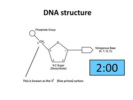 DNA structure This is known as the 5 I (five prime) carbon 2:001:591:581:571:561:551:541:531:521:511:501:491:481:471:461:451:441:431:421:411:401:391:381:371:361:351:341:331:321:311:301:291:281:271:261:251:241:231:221:211:201:191:181:171:161:151:141:131:12