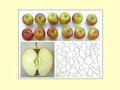 BIOSYST-MeBioS Turgor BIOSYST-MeBioS Objective To investigate the influence of turgor on micromechanical properties of apple parenchyma To investigate.