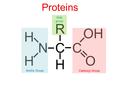Proteins C R H C OH O N H H Amino Group Carboxyl Group Side group.