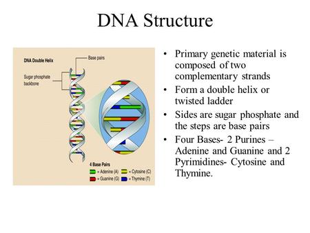 DNA Structure Primary genetic material is composed of two complementary strands Form a double helix or twisted ladder Sides are sugar phosphate and the.