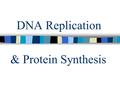 DNA Replication & Protein Synthesis DNA Replication.
