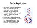 DNA Replication during cell division in eukaryotic cells, the replicated genetic material is divided equally between two daughter cells. it is important.