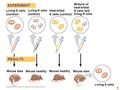 Living S cells (control) Living R cells (control) Heat-killed S cells (control) Mixture of heat-killed S cells and living R cells Mouse dies Mouse healthy.