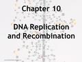 Copyright © 2009 Pearson Education, Inc. Chapter 10 DNA Replication and Recombination.