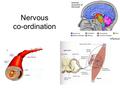 Nervous co-ordination. Objectives - CNS Describe the gross structure of the whole brain and spinal cord. Location and function of the; -Medulla oblongata.