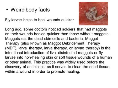Weird body facts Fly larvae helps to heal wounds quicker Long ago, some doctors noticed soldiers that had maggots on their wounds healed quicker than those.