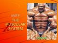 THE MUSCULAR SYSTEM UNIT F. The Power system! Nearly half our weight comes from muscle tissue. There are 650 different muscles in the human body. Muscles.