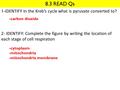 8.3 READ Qs 1- IDENTIFY In the Kreb’s cycle what is pyruvate converted to? 2- IDENTIFY: Complete the figure by writing the location of each stage of cell.