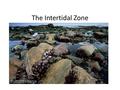 The Intertidal Zone. 1.What is it? The intertidal zone is a place where the land meets the sea. 2.Where is it? Intertidal zones are on the shore between.