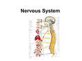 Nervous System. Functions: Homeostasis Memory Senses Components: Brain, Spinal Cord, Nerves, receptors, ganglia, tracts Can be organized anatomically.