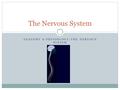 ANATOMY & PHYSIOLOGY/THE NERVOUS SYSTEM The Nervous System.